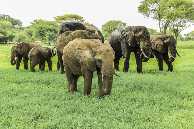 Guided Day Tour Tarangire Park