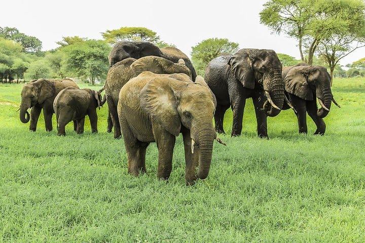 Guided Day Tour Tarangire Park