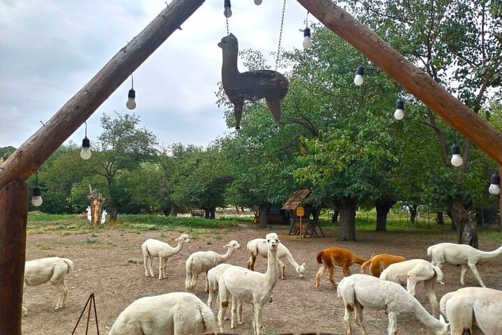 Baku-Shamakhi-tour-Alpaca-tour-tour-Azerbaijan-winery