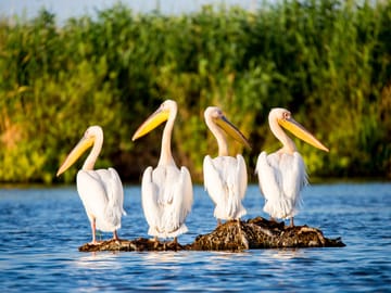 Danube Delta Full Day Trip from Bucharest