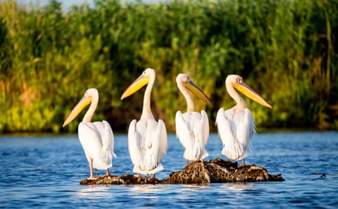Danube Delta Full Day Trip from Bucharest