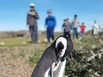 Punta Tombo Penguin Colony and Dolphin Watching Tour from Puerto Madryn