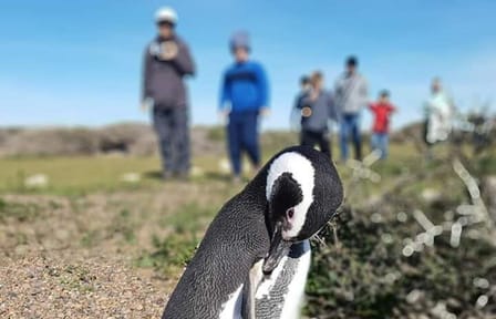 Punta Tombo Penguin Colony and Dolphin Watching Tour from Puerto Madryn