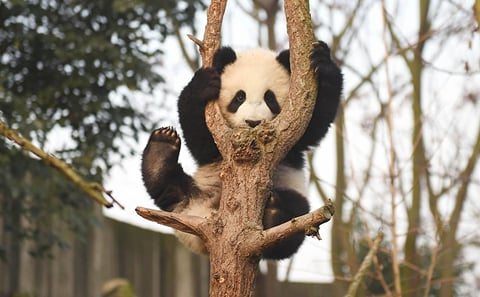 Ticket of Chengdu Research Base of Giant Panda Breeding