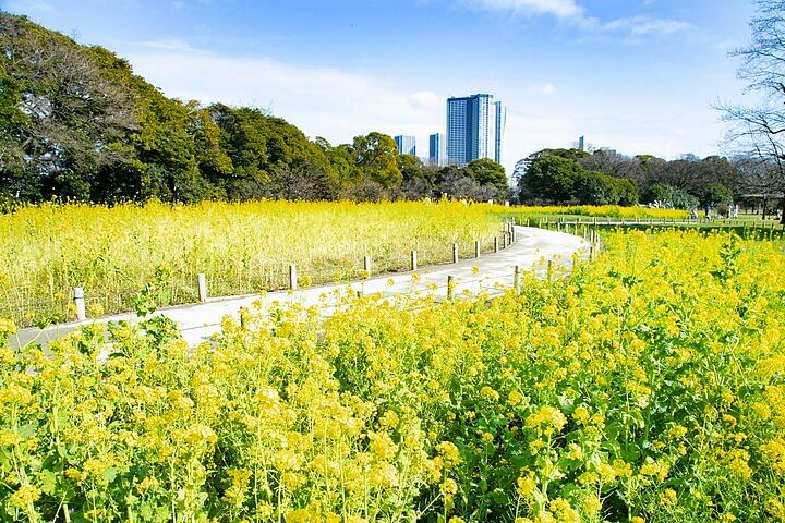 Guided Walking Tour in Hama Rikyu Gardens