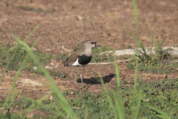 Esquipulas Bird Watching Tour in Costa Rica Rainforest