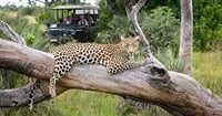 Savuti: 3 Day Mobile Safari with Safari River Cruise in Chobe River 1