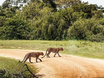 leopards in yala national park