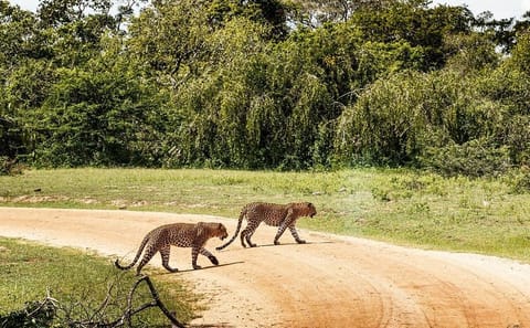 Full Day Leopard Safari in Yala National Park, Sri Lanka
