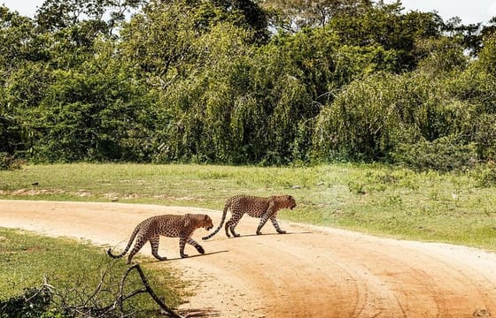 Leopard Full Day Safari Yala National Park from Yala