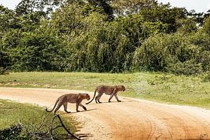 Yala National Park Leopard Tracking Private Safari