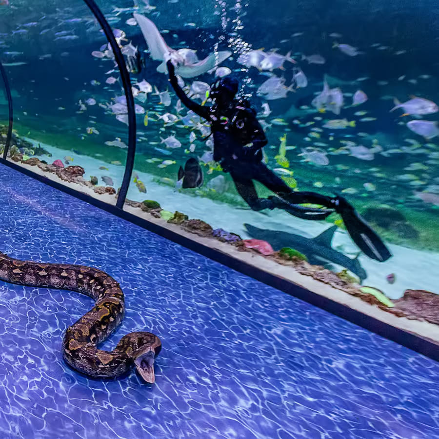 Abu Dhabi : The National Aquarium Aquatic Wonderland,