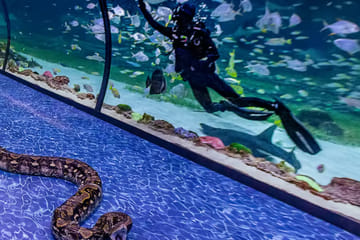 Explore Marine Life at The National Aquarium in Abu Dhabi