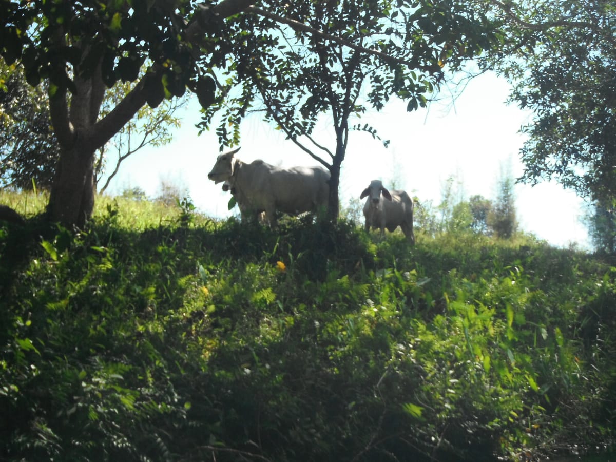 Chiang mai Suthep National Park Leisure Hiking & Mountain Biking