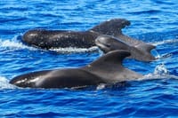 Whale Watching Catamaran to Los Gigantes & Masca 1