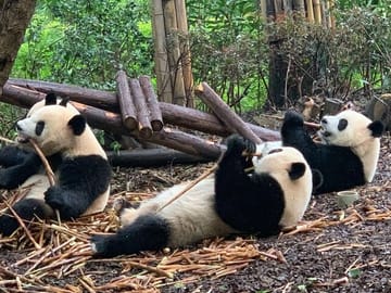 Chengdu Research Base of Giant Panda Breeding Ticket pre-booking