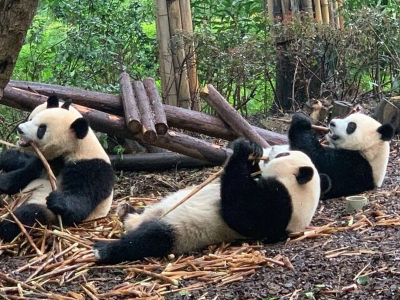 Chengdu Research Base of Giant Panda Breeding Ticket pre-booking