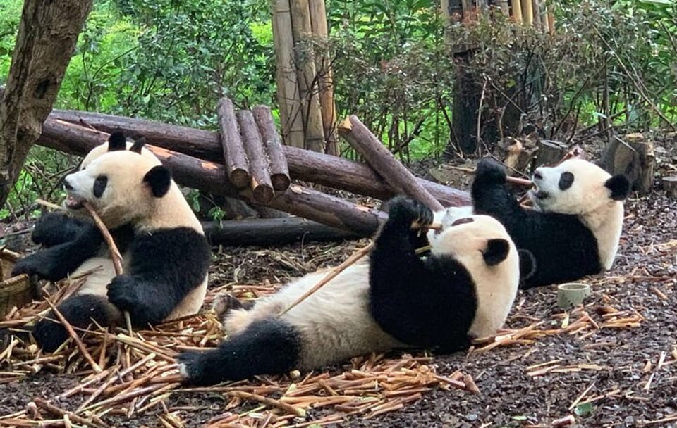 Giant Panda Viewing Experience at Chengdu Research Base