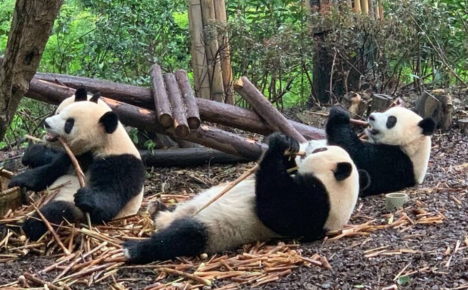 Giant Panda Viewing Experience at Chengdu Research Base