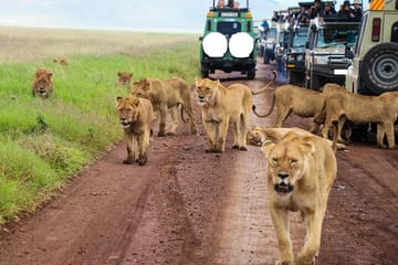 5Days Masai Mara Nakuru Naivasha joining Group Budget Safari