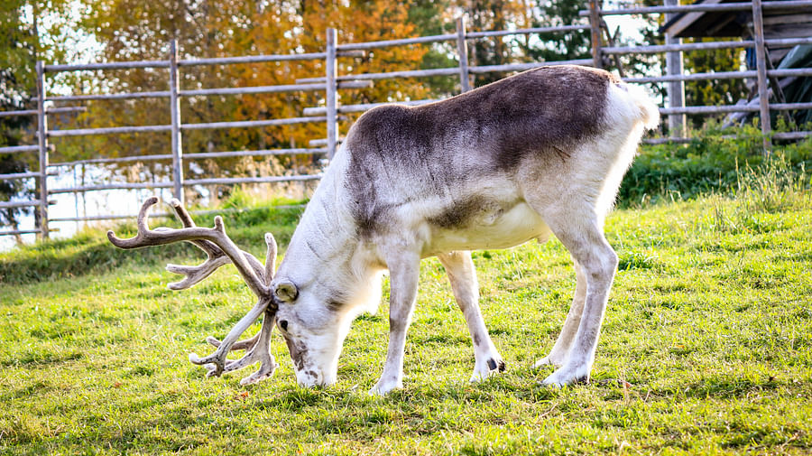 Meet the most iconic animal of Lapland - reindeer!