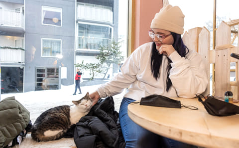 Private Cat-Themed Tour in Reykjavík with Local Treats