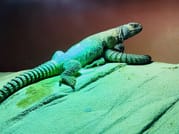 Dubai Aquarium & Underwater Zoo 6