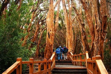 Nahuel Huapi Lake Cruise with Victoria Island and Arrayan Forest Walk