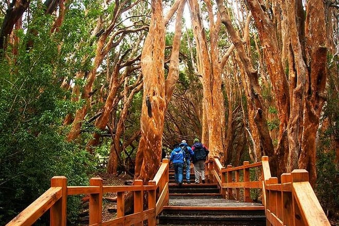 Nahuel Huapi Lake Cruise with Victoria Island and Arrayan Forest Walk 4