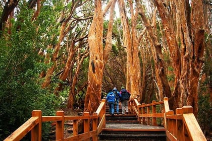 Nahuel Huapi Lake Cruise with Victoria Island and Arrayan Forest Walk