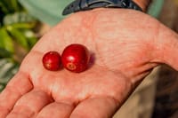 The Perfect Coffee Tour: Class With A Barista + Historic Center Full-Day Tour 9