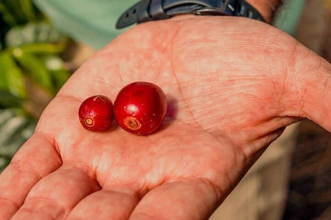 The Perfect Coffee Tour: Class With A Barista + Historic Center Full-Day Tour 9