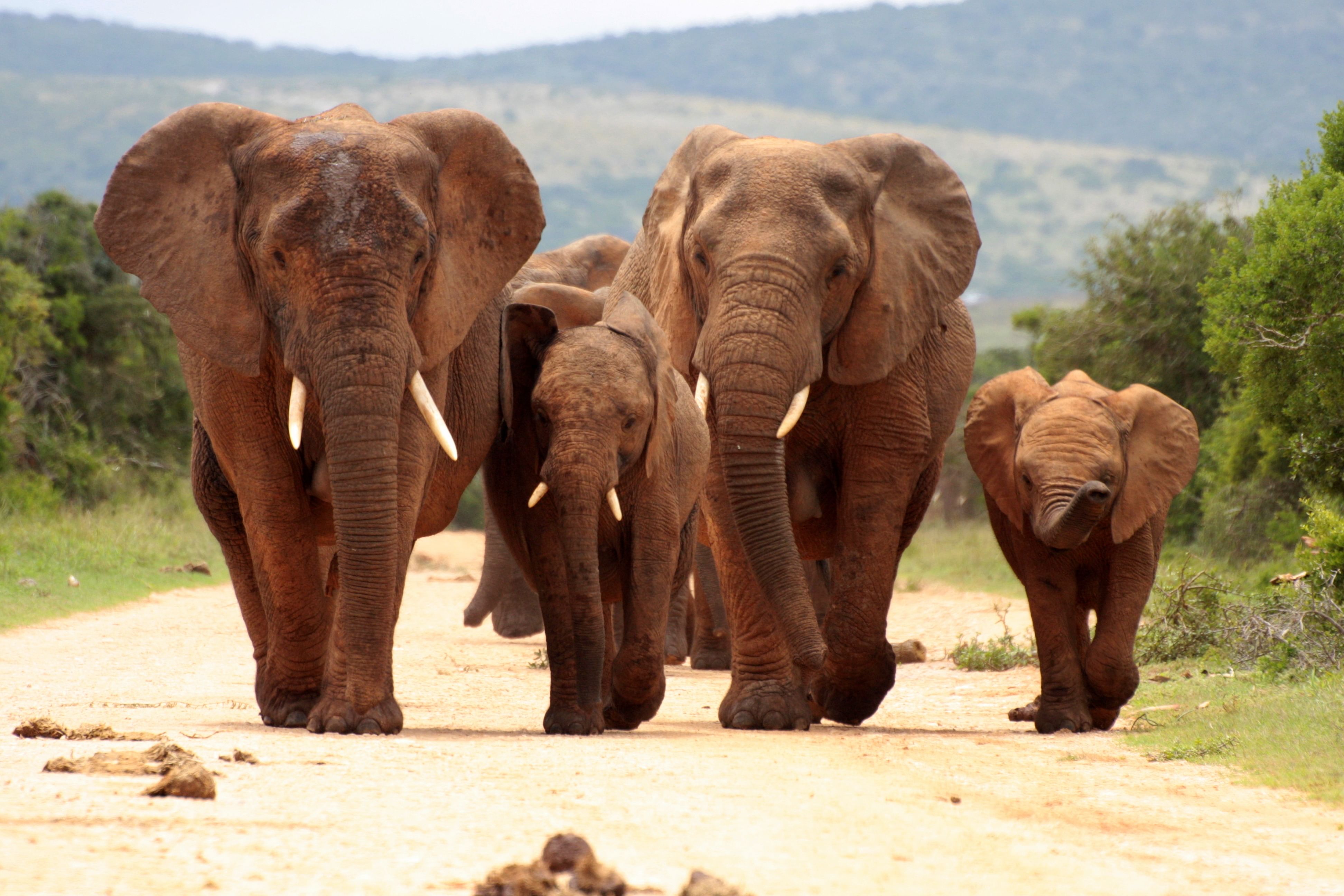 Elephant on safari from Johannesburg