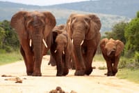 Elephant on safari from Johannesburg 