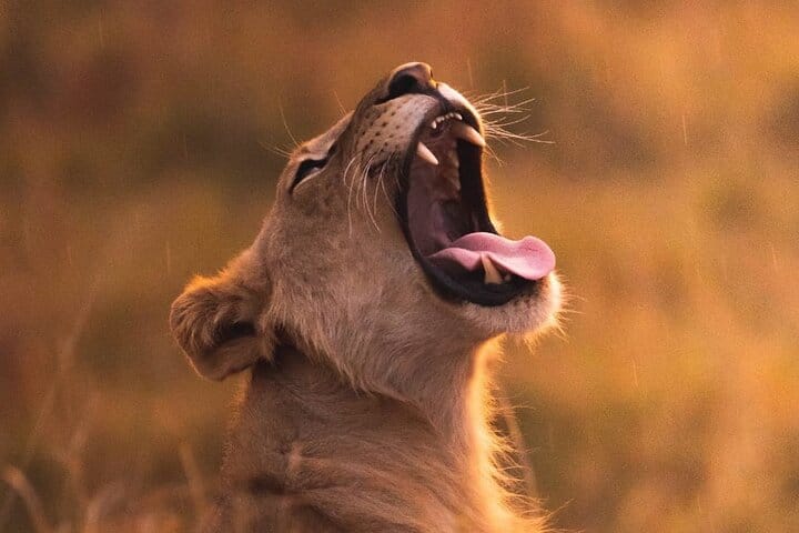 4-Day Birding in Murchison Falls National Park