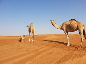 Dubai 6-Hour Evening Camel Safari and BBQ Dinner