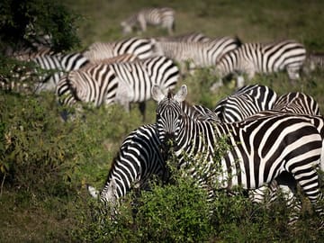Luxury 5 Days – Manyara, Serengeti, Ngorongoro & Tarangire Safari