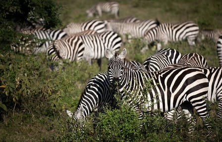 Luxury 5 Days – Manyara, Serengeti, Ngorongoro & Tarangire Safari
