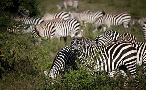Luxury 5 Days – Manyara, Serengeti, Ngorongoro & Tarangire Safari