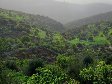 Private Day Tour to Ajloun Castle and Nature Reserve from Amman