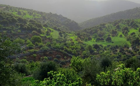 Private Day Tour to Ajloun Castle and Nature Reserve from Amman