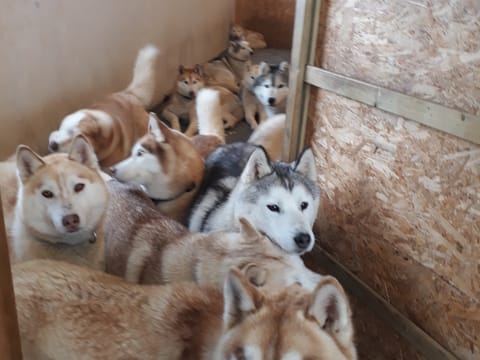 Siberian Husky Kennel Visit, photo 5