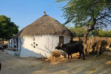 Bishnoi Village Cultural Experience Tour from Jodhpur