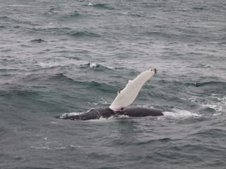 Best Value Whale Watching tour from Reykjavik, photo 22