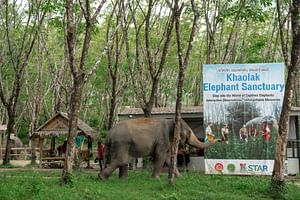 Khaolak: Begin the Day with Elephants - Walk and Feed Tour