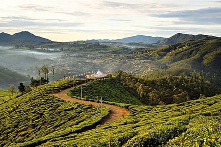 Guided Hike to Stunning Single Tree Hill in Nuwara Eliya