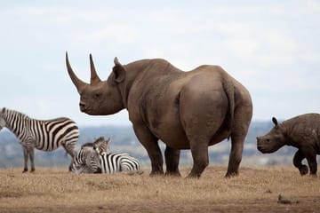 2-Day Private Safari Tour in Aberdares National Park, Kenya