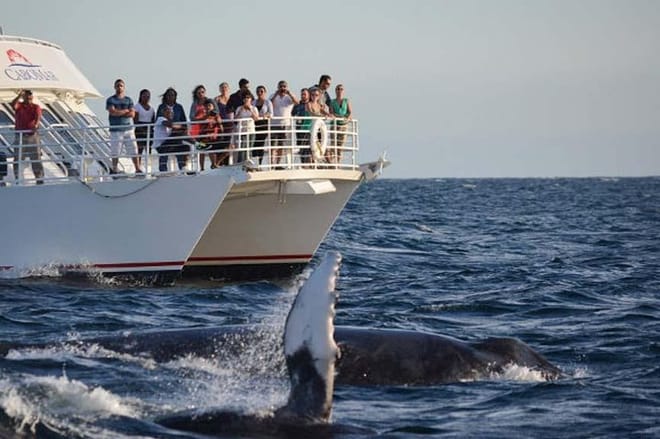 Whale-Watching Discovery Cruise with Brunch or Dinner  photo 3