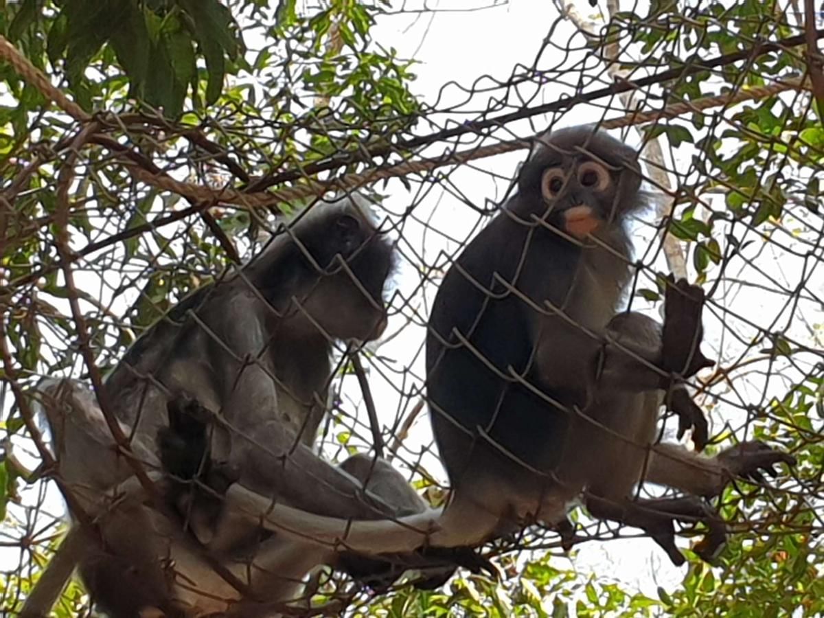 Pickup Bangkok (My Phuket): Wildlife Friends Foundation Thailand Full-Day Visit