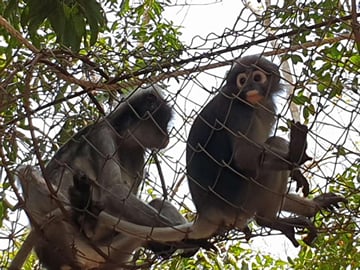 Hua Hin: Wildlife Friends Foundation Thailand Full-Day Visit